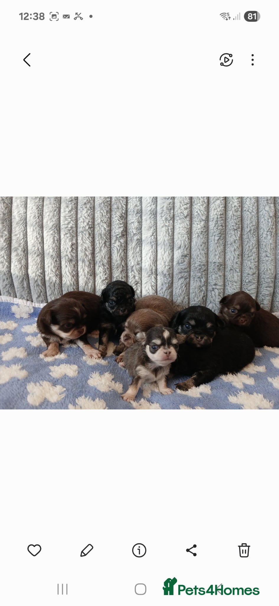 Chihuahua dogs  ❤️KC REG LONG COAT STUNNING PUPPIES❤️ - Advert 2