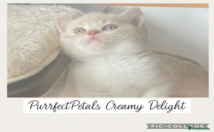 British Shorthair cats - Advert 4