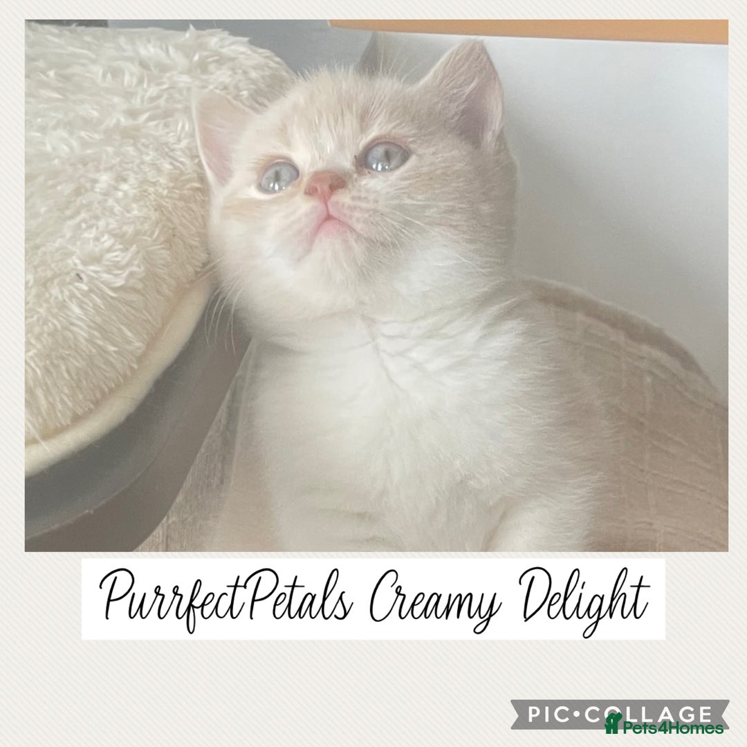 British Shorthair cats for sale: 🏆Champion GCCF British Shorthair kittens 🏆 - Image 8