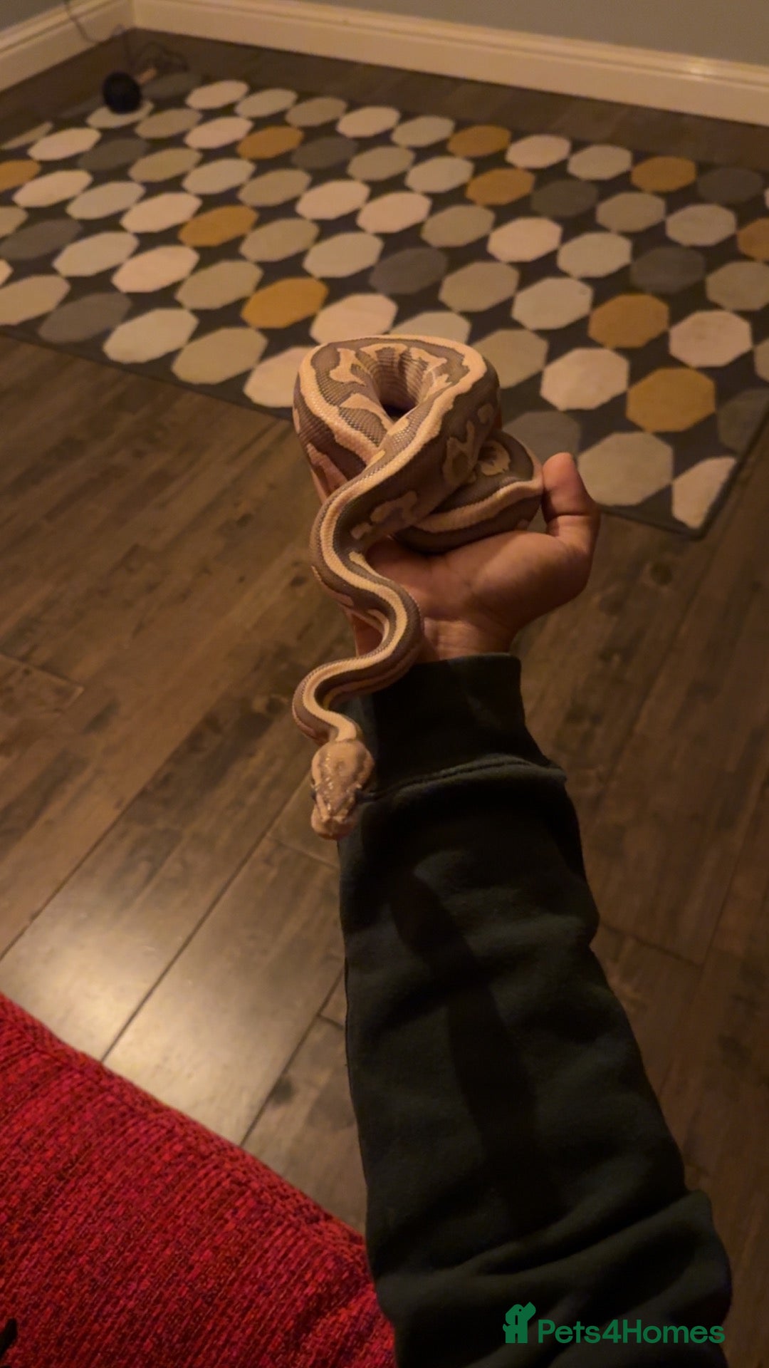Python Snake reptiles Ball python - Advert 11