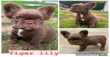 French Bulldog dogs - Advert 13