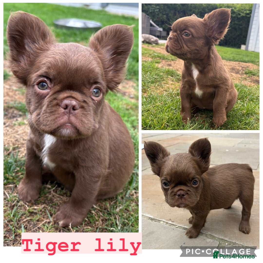 French Bulldog dogs for sale: *Fluffy French Bulldog Pups-4 reserved* - Image 2