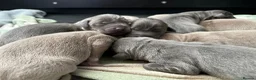 Labrador Retriever dogs for sale: Perfect Health Tested Silvers & Charcoals  - Advert 12
