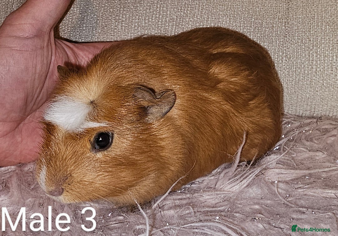 Guinea Pig rodents for sale: 7 Week Old Baby Guinea Pigs - Image 3