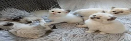 Ragdoll cats for sale: Ragdoll Kittens - Advert 3