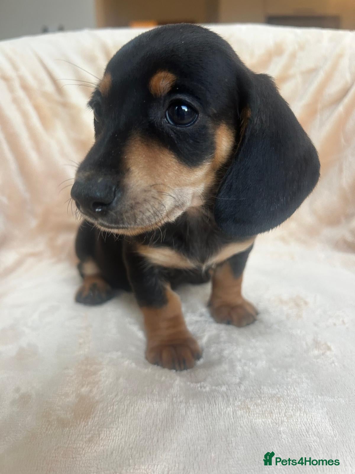 Miniature Dachshund dogs ****mini dachshunds *** - Advert 1