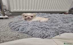 Chihuahua dogs for sale: Stunning Russian lines, Long haired Chihuahuas  - Image 18