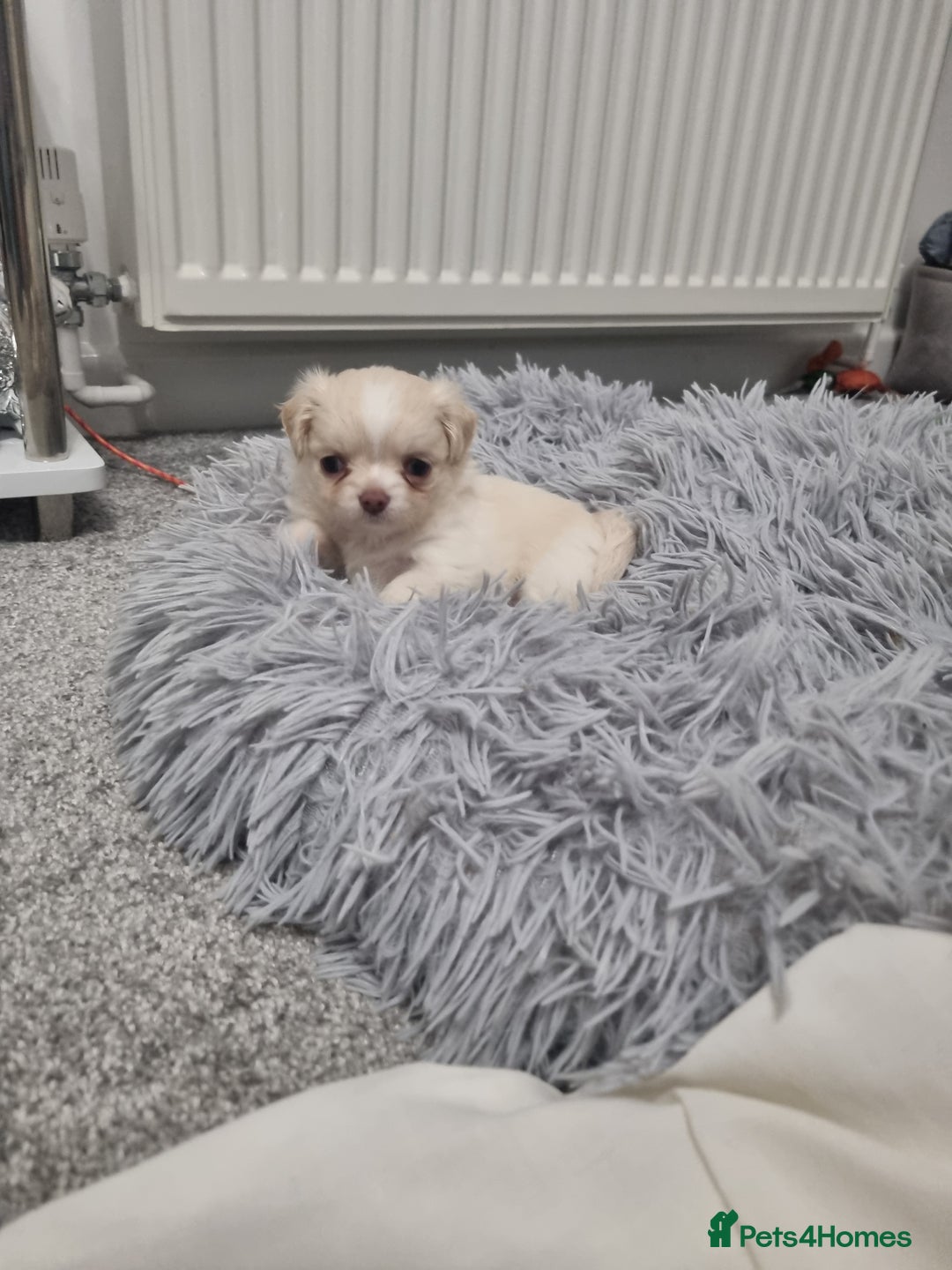 Chihuahua dogs for sale: Stunning Russian lines, Long haired Chihuahuas  - Image 18