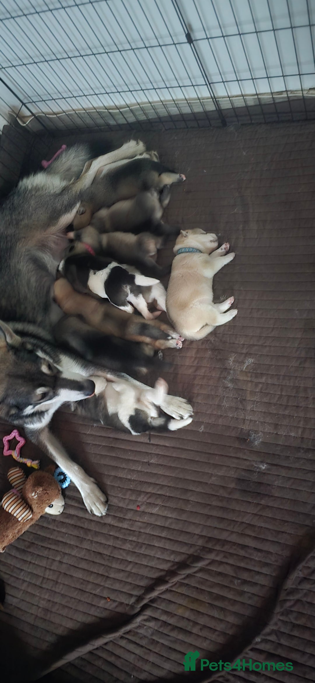 Mixed Breed dogs for sale: Northern Inuit cross American akita  - Image 15