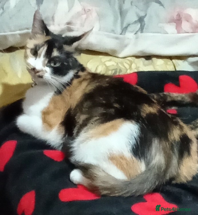 Mixed Breed cats 3 kittens for sale  - Advert 1