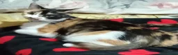 Mixed Breed cats for sale: 3 kittens for sale  - Advert 1