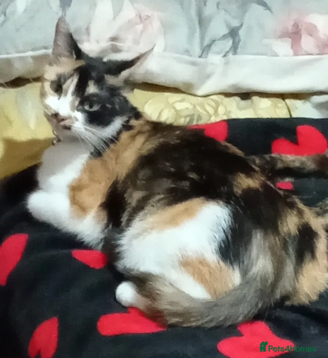 Mixed Breed cats for sale: 3 kittens for sale  - Advert 1