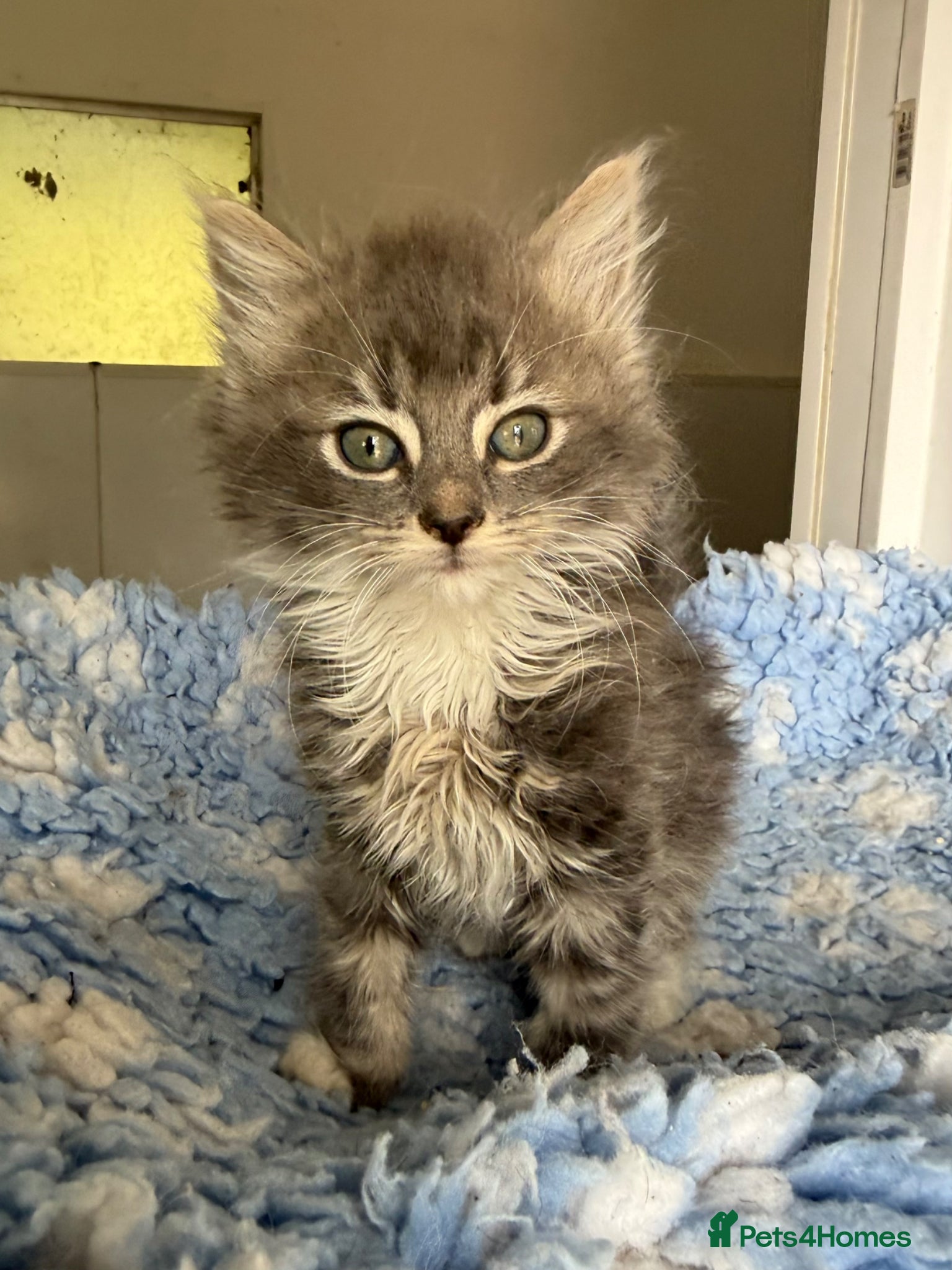 Mixed Breed cats Gorgeous kittens  - Advert 18