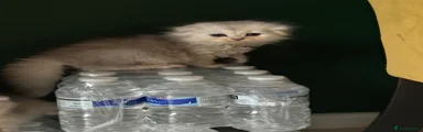 Scottish Fold 1