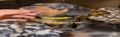 Miniature Dachshund 5