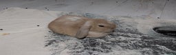 Mini Lop rabbits for sale: Baby mini lops ready for their forever homes - Advert 5