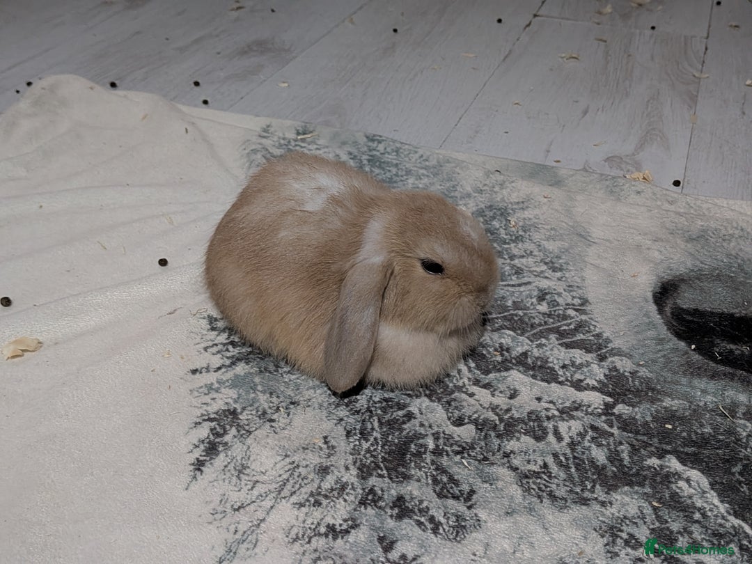 Mini Lop rabbits for sale: Baby mini lops ready for their forever homes - Advert 5
