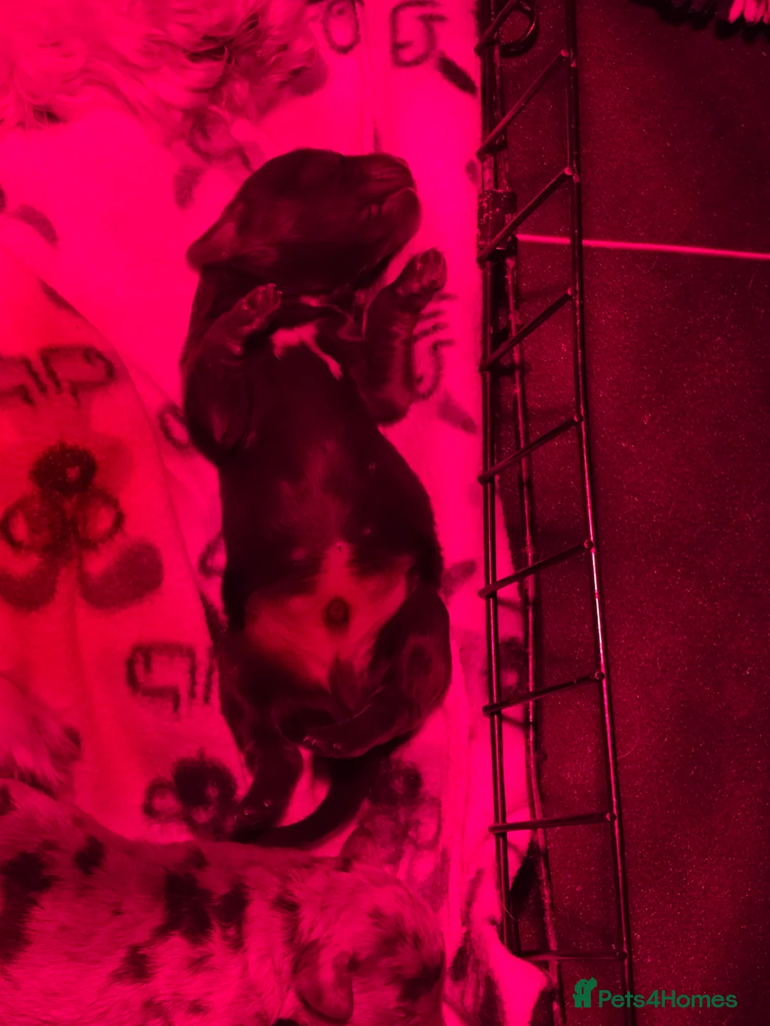 Cockapoo dogs for sale: 🍫 Meet Our Chocolate-Inspired Cockapoo Cuties 🍫 in Stoke-on-Trent - Advert 16