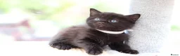 Domestic Shorthair cats for sale: Beautiful Kittens - Advert 5
