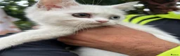 Turkish Van cats for sale: 6 Beautiful Kittens Looking for Loving Homes 🐾 - Advert 9