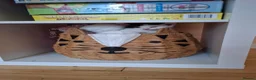 Mixed Breed cats for sale: 2 Kittens For Sale - Advert 14