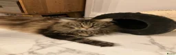 Maine Coon cats for stud: Very large Main coon for Stud - Advert 3