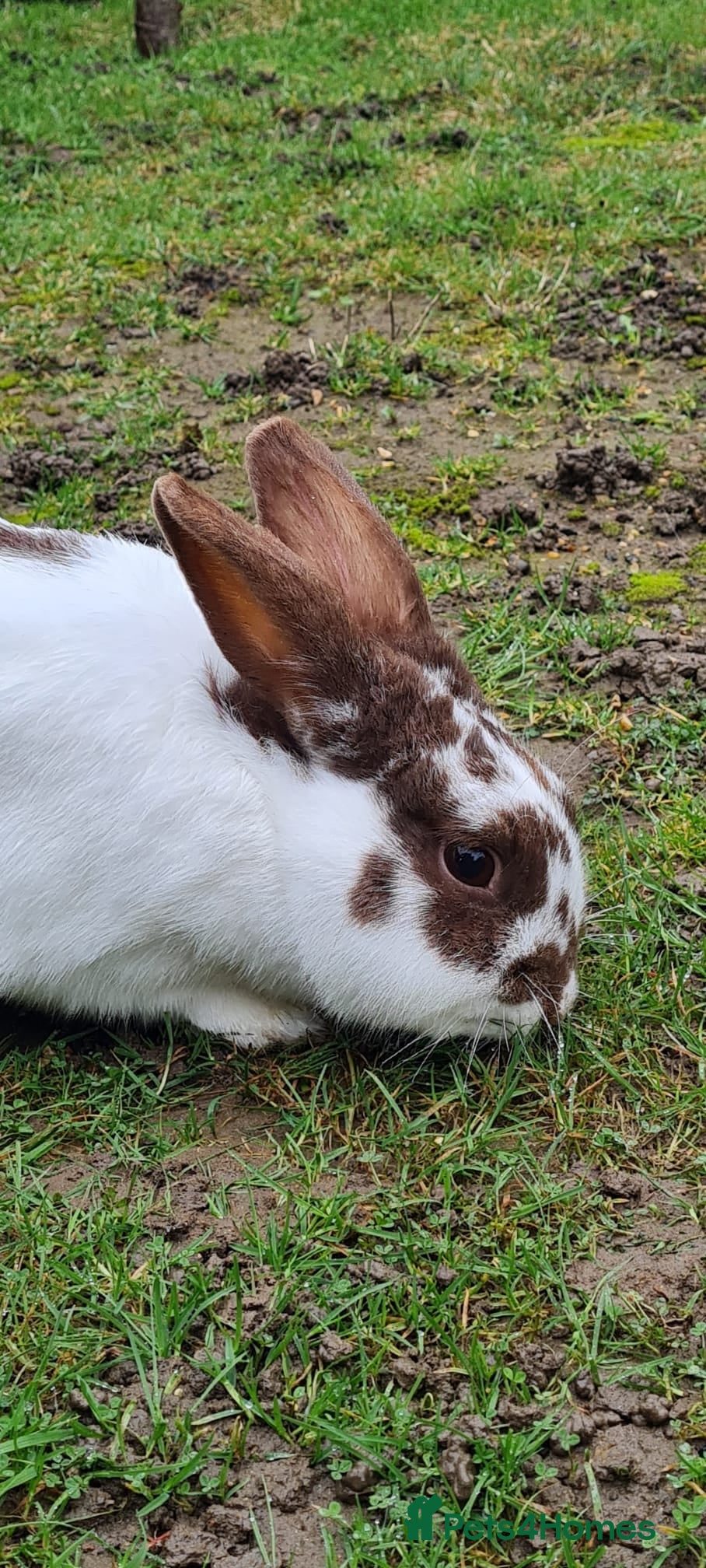 French Lop rabbits English lop for sale - Advert 11