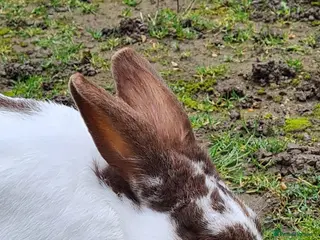 French Lop rabbits English lop for sale - Advert 11
