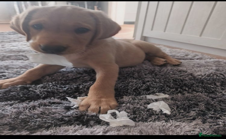 Labrador Retriever dogs - Advert 6