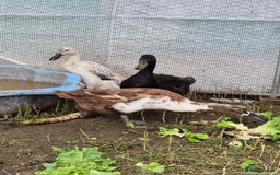 Ducks poultry for sale: Runner duck trio - Image 2