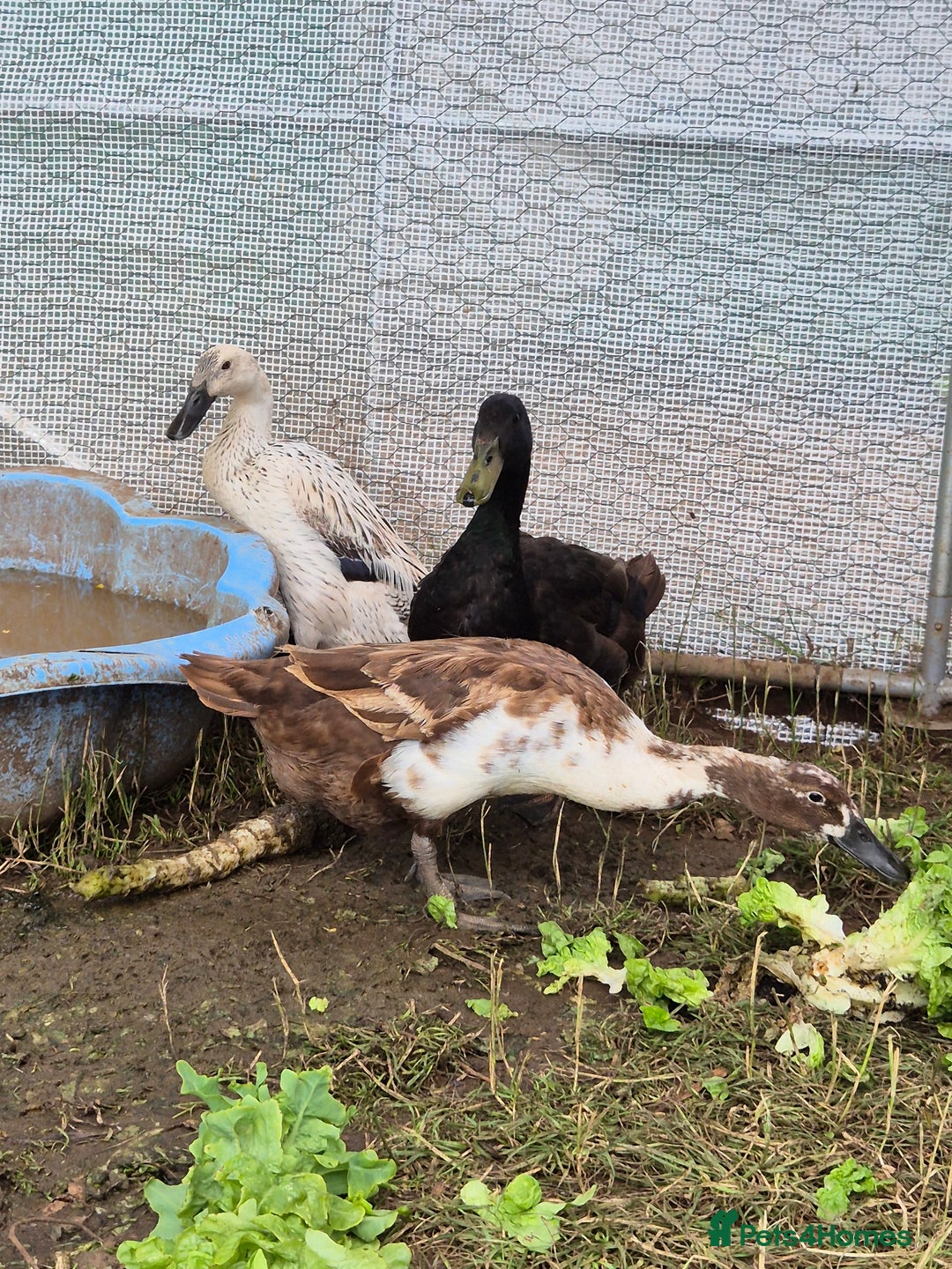 Ducks poultry for sale: Runner duck trio - Image 2