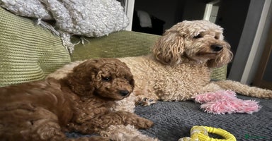 Australian Labradoodle dogs - Advert 1