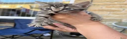 Mixed Breed cats for sale: Mixed Bengal/savanna  in Bradford - Advert 12