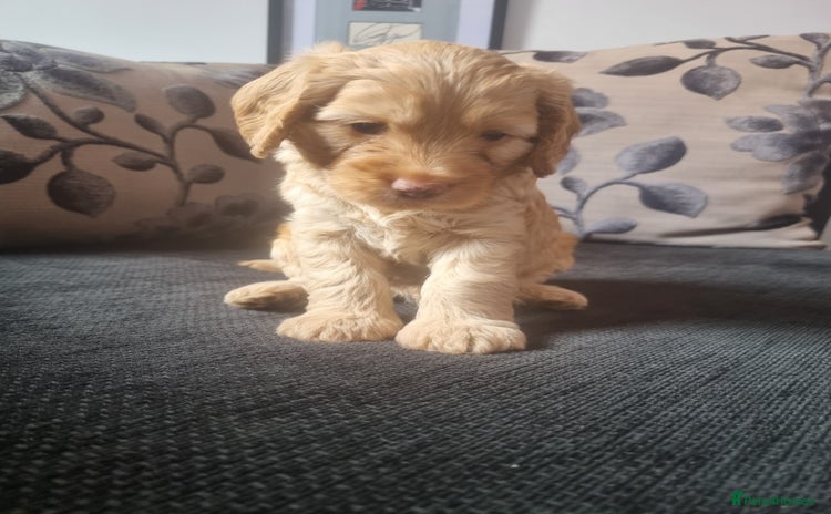 Cockapoo dogs - Advert 8