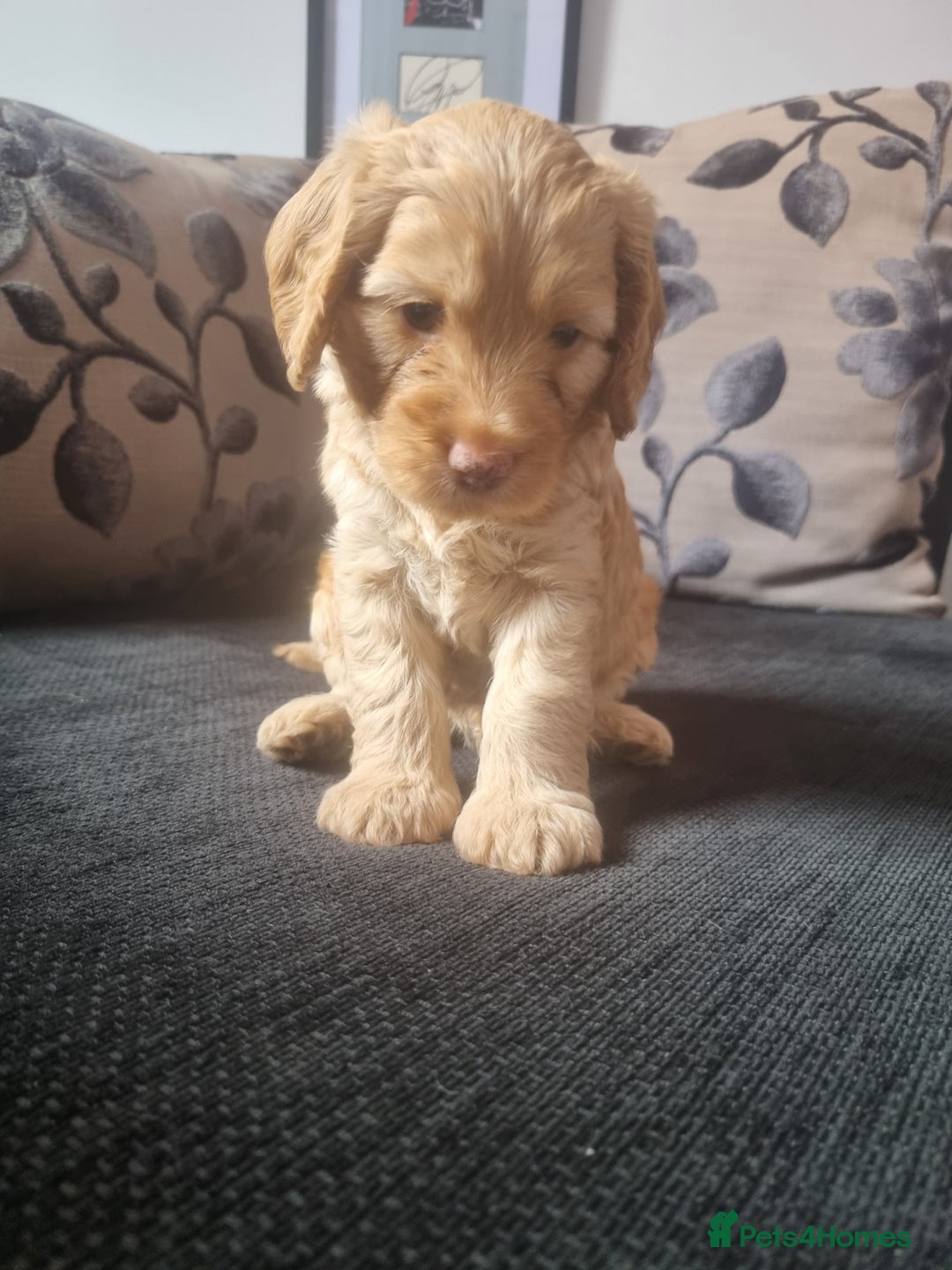 Cockapoo dogs for sale: Beautiful F2B Cockapoo puppies - Image 1