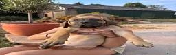 Boerboel dogs for sale: South African boerboel - Advert 14