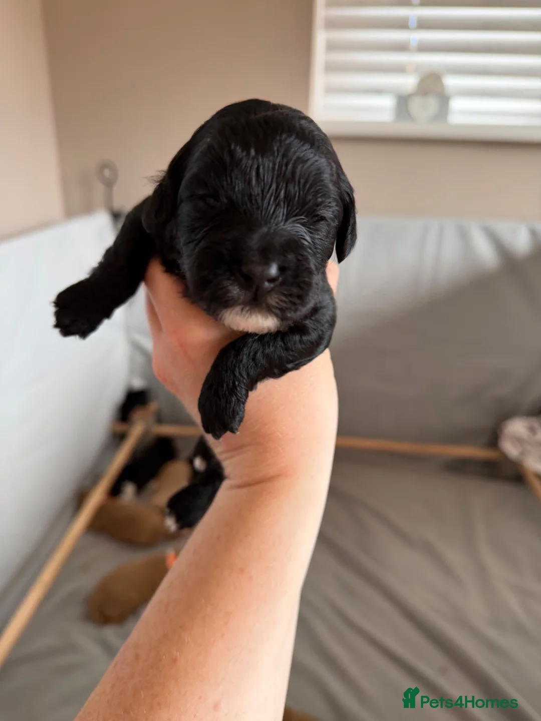 Australian Labradoodle dogs for sale: Multigenerational Australian Labradoodle puppies - Advert 19