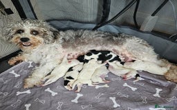 Shihpoo dogs for sale: Shihpoo puppies in Devon ... we've arrived!  - Image 5