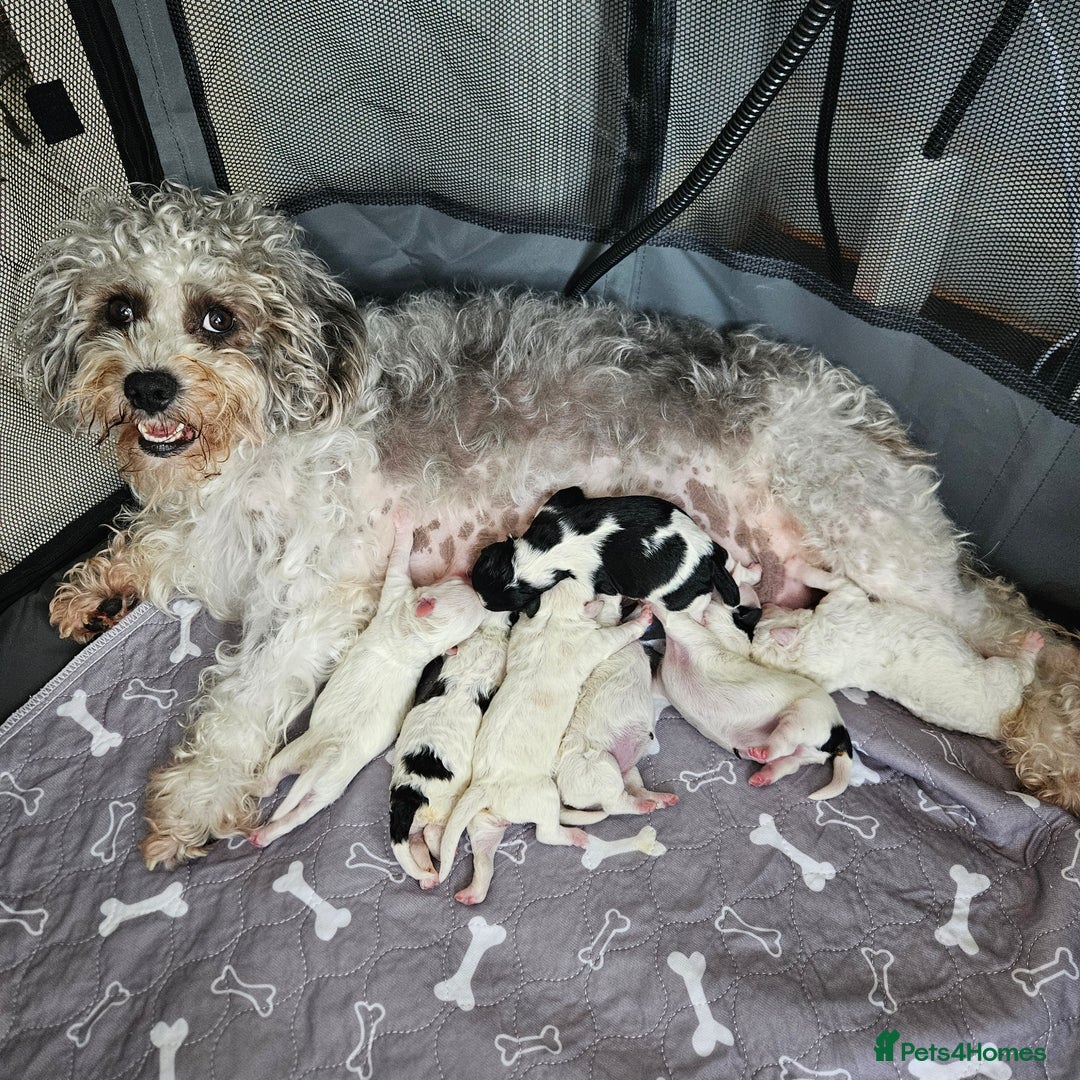 Shihpoo dogs for sale: Shihpoo puppies in Devon ... we've arrived!  - Image 5