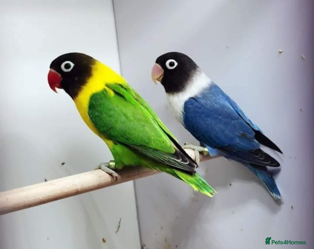 Lovebirds birds for sale: Lovebirds for sale  - Image 7