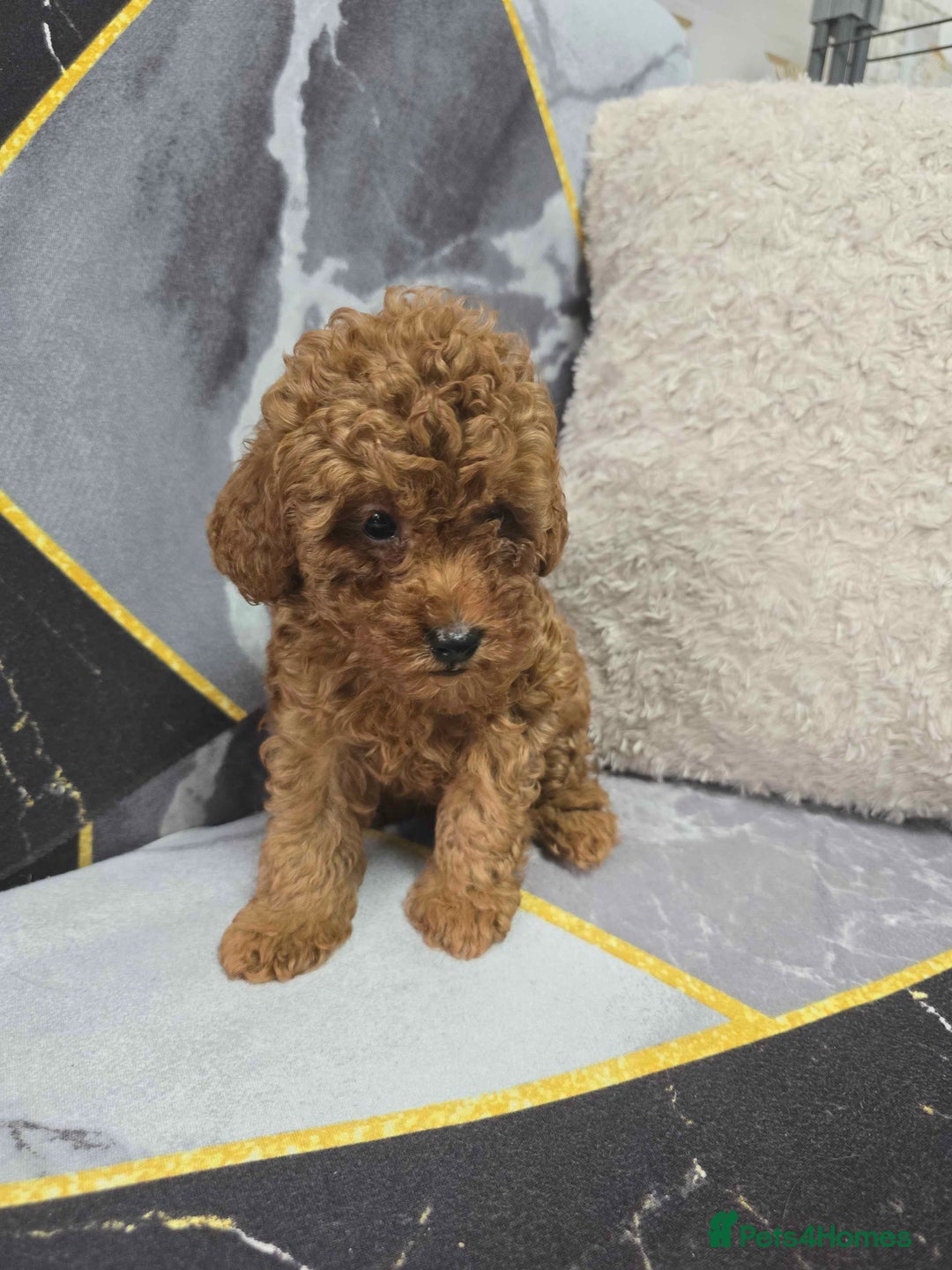 Toy Poodle dogs for sale: 3 Stuninngly cute red toy poodle puppies - Advert 18