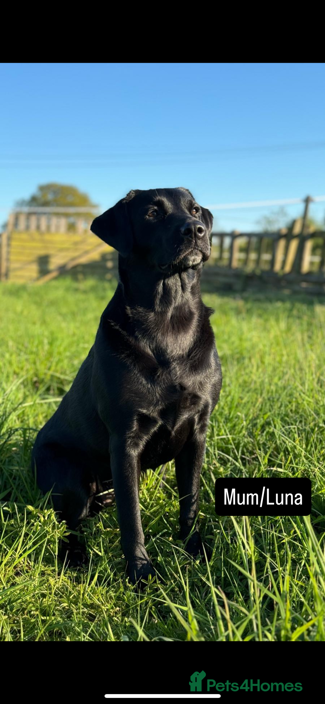 Labrador Retriever dogs for sale: Male Labrador Puppy - Advert 8