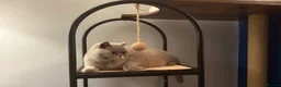 British Shorthair cats for sale: Retired GCCF Champion girls  - Advert 9