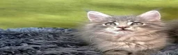 Maine Coon cats for sale: Maine coon kitten  - Advert 33