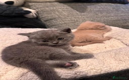 British Shorthair cats for sale: GCCF Registered Championship Line BSH Kittens - Image 5