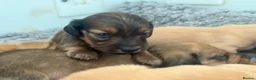 Miniature Dachshund dogs for sale: Long/smooth haired cream/Red Mini Dachshund pups - Advert 18