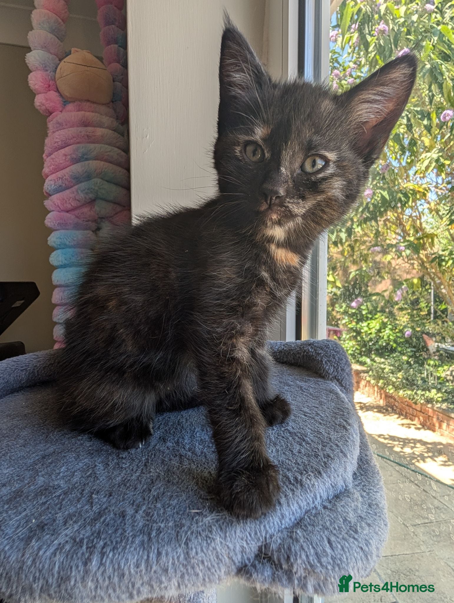 Mixed Breed cats Tortoise shell and tabby - Torbie - Kitten  - Advert 2