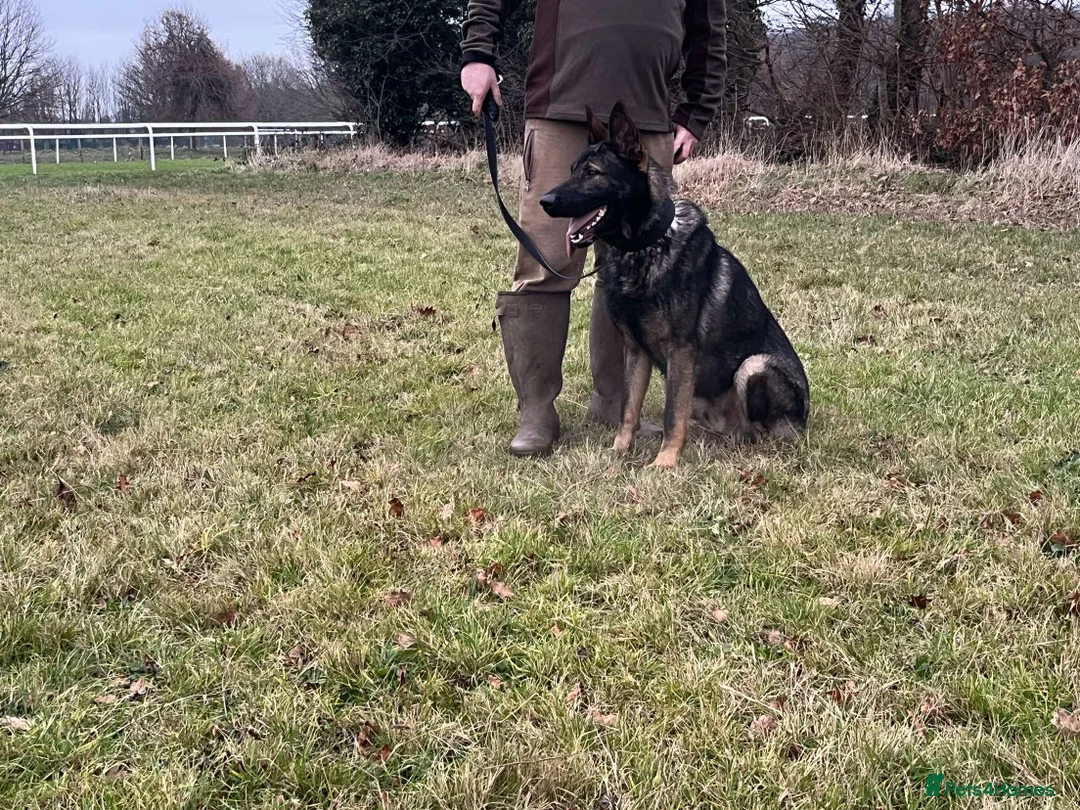 German Shepherd dogs for stud: Beautiful Fully health tested German shepherd stud - Advert 8