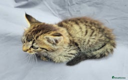 European cats for sale: Beautiful, friendly and playful kittens - Image 9