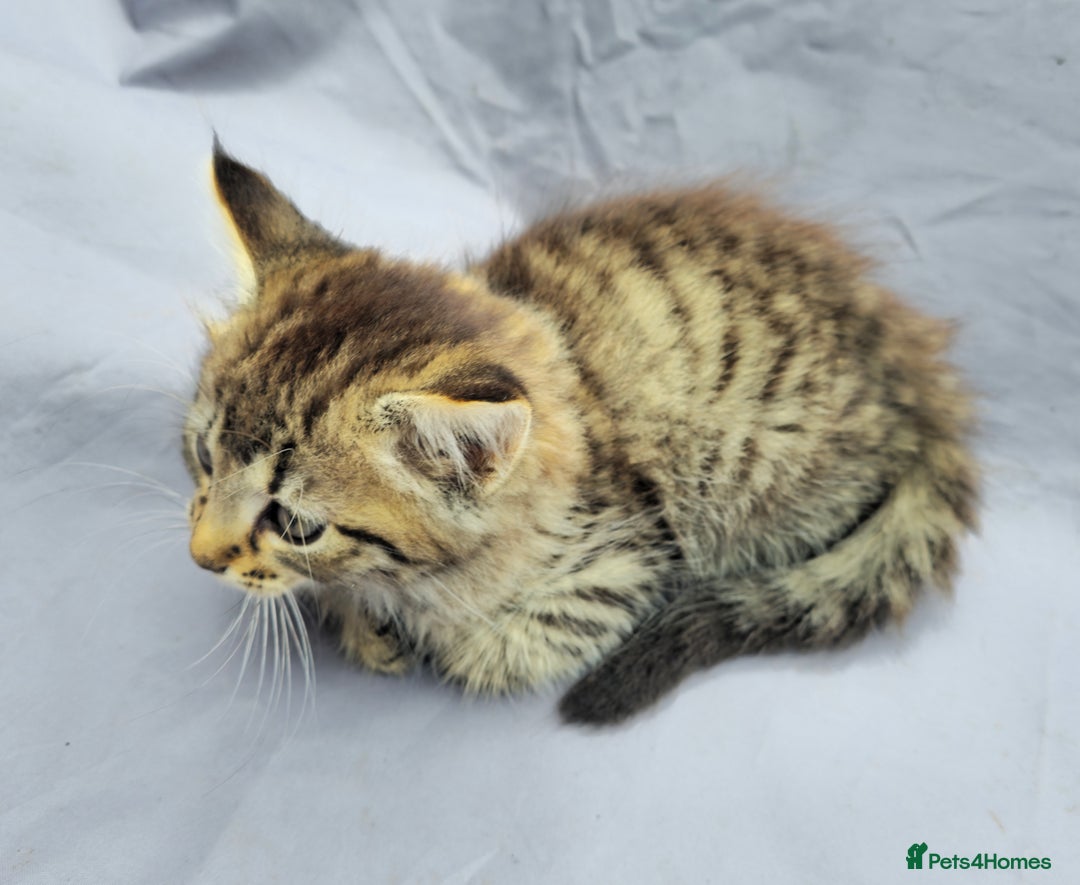 European cats for sale: Beautiful, friendly and playful kittens - Image 9